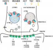 “快乐荷尔蒙”如何被运输？我科学家揭示转运及抑制机制